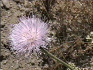 Cirsium californicum California Thistle - grid24_12