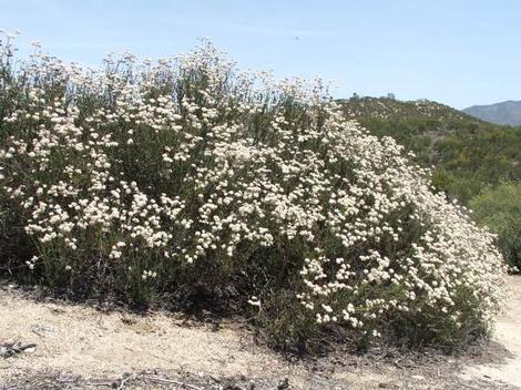 California Buckwheat, Eriogonum fasciculatum foliolosum at Santa Margarita - grid24_12