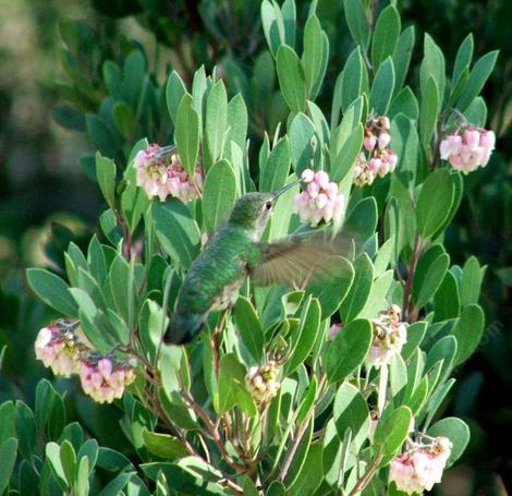 Mexican Manzanita with an Anna's hummingbird visiting the flowers. Mexican manzanita is drought tolerant in most of the populated areas of California. I'd not plant it in the desert without some extra winter water, but most of California it will survive with no water after first summer. - grid24_12