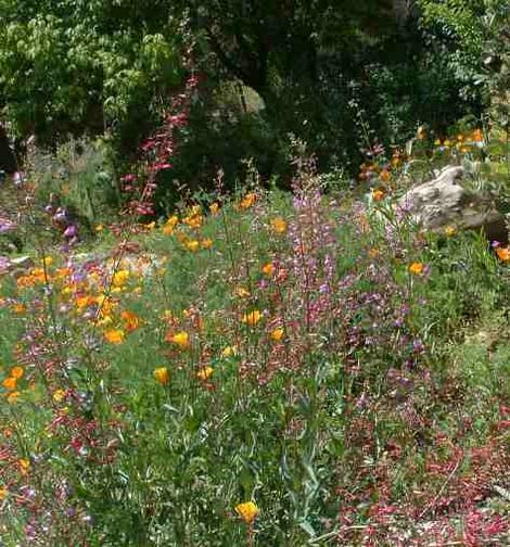 Penstemon and Poppies in a California Native Garden - grid24_12