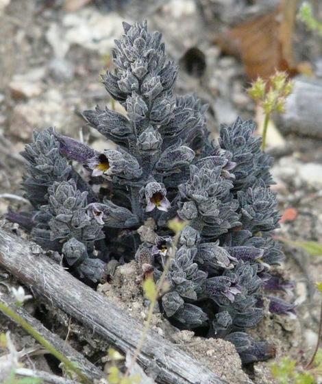 Orobanche bulbosa Chaparral Broomrape - grid24_12