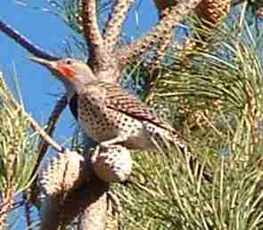 Northern Flicker, Colaptes auratus up in pine, looking around for an ant hill - grid24_12
