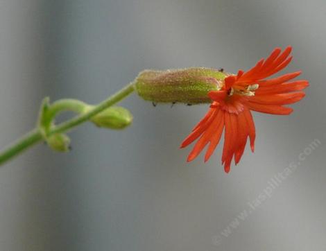 Silene laciniata angustifolia, Red Catchfly side view - grid24_12