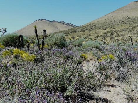 Salvia dorrii, Desert sage, with Yucca brevifolia along the edge of the  Mojave desert. - grid24_12