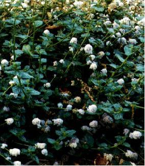 An old picture of Ceanothus griseus - grid24_12