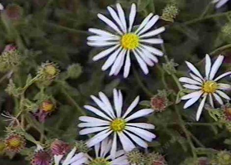 Corethrogyne filaginifolia, California Corethrogyne flowers - grid24_12