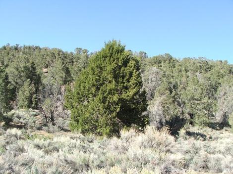 This young Juniperus occidentalis tree is along the eastern side of the sierras right where the Pinus monophylla peters out before the Joshua trees. - grid24_12