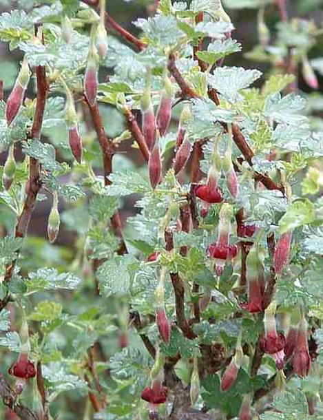 Ribes roezlii,  Sierra Gooseberry flowers. - grid24_12