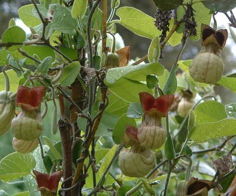 Aristolochia californica, California Pipevine, is the larval food plant for the Pipevine Swallowtail. - grid24_12