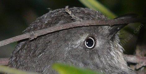 A Wrentit watching the camera. These little birds are pint sized punksters. - grid24_12