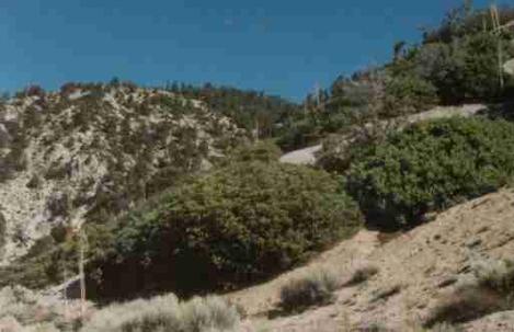 Pinyon Juniper woodland - grid24_12