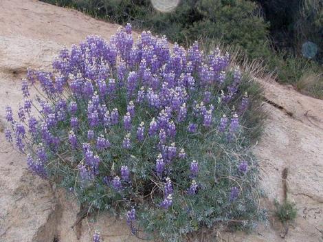 Grape Soda Lupine, Lupinus excubitus, in flower in the wild at about 5000 feet in the Southern Sierras. - grid24_12