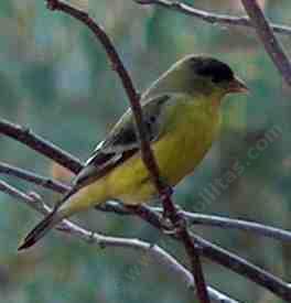 a Lesser Goldfinch on branch - grid24_12