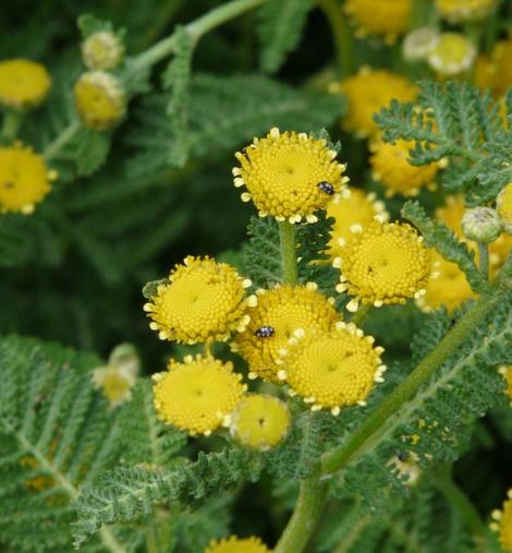 Tanacetum camphoratum, Camphor Dune Tansy, notice the little beetles  - grid24_12