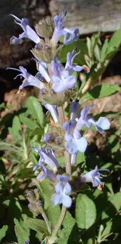 The flowers of Salvia Dara's Choice, a hybrid of a few native California  sages. - grid24_12