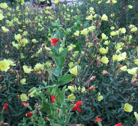 Oenothera hookeri, Evening Primrose, is growing in the sandy Santa Margarita streambed  with Mimulus cardinalis. - grid24_12