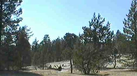 Lodge Pole Pine forest on the east side of the Sierras. - grid24_12