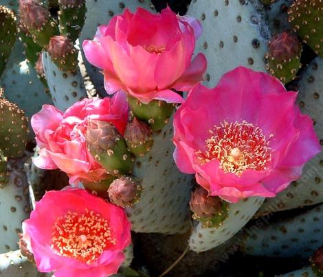 Opuntia basilaris. Beavertail Cactus - grid24_12