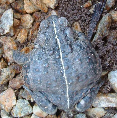 Mr. Toad is a Anaxyrus boreas halophilus, California Toad - grid24_12