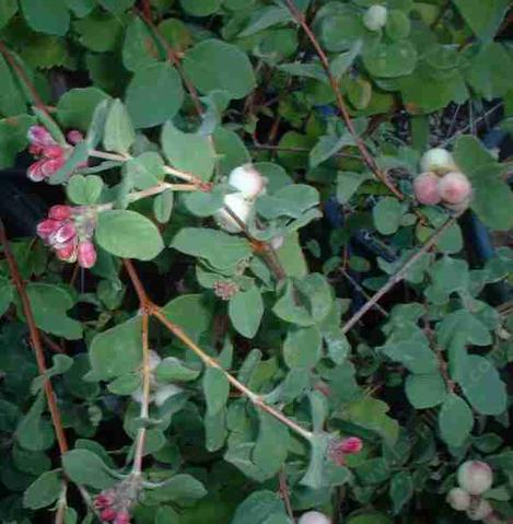 Symphoricarpos mollis. Southern California Snowberry has pink flowers and white berries. - grid24_12