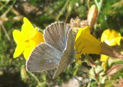 Mimulus guttatus, Seep Monkey Flower with butterfly. - grid24_12