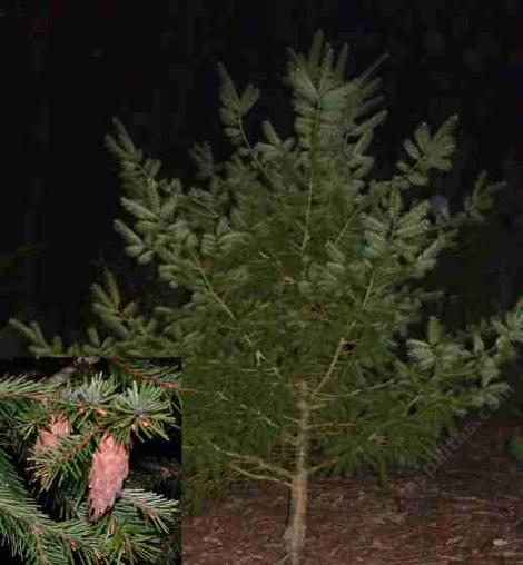 Pseudotsuga macrocarpa Bigcone Spruce - grid24_12