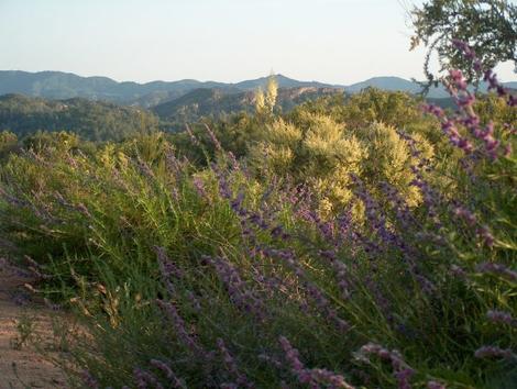 California Chaparral with Woolly Blue Curls, Chamise and Yucca whipplei percusa - grid24_12