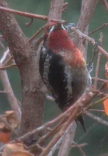 Red-breasted sapsucker, Sphyrapicus ruber trying to figure out a persimmon tree - grid24_12