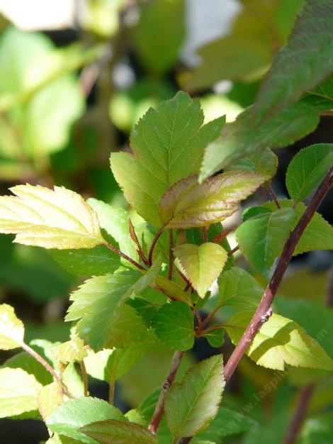 Malus fusca, Western Crabapple leaves - grid24_12