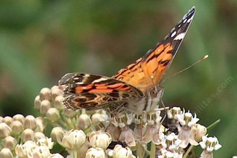 Asclepias fascicularis, Narrow-leaf milkweed with a Painted Lady. The narrow leaf milkweed used to be all over the Los Angeles basin, Malibu, Pasadena and Thousand Oaks down to San Diego. - grid24_12