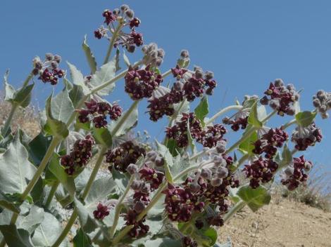 Asclepias californica California Milkweed  in flower - grid24_12