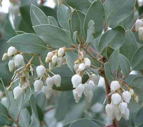 The flowers of Arctostaphylos Margarita Pearl - grid24_12