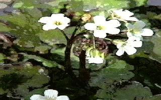 Here reposes Lithophragma heterophylla, Woodland Star, in a very old camcorder photo, circa 1992, in the Santa Margarita garden. - grid24_12