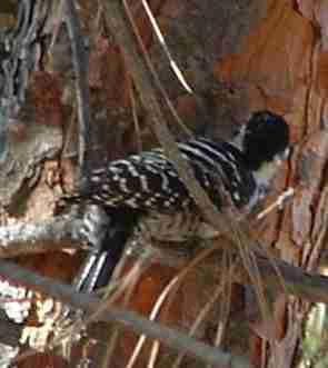 Nuttall's Woodpecker checking out the bark of a pine tree. - grid24_12