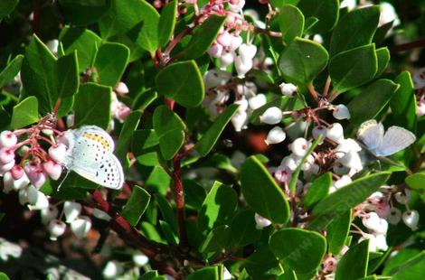 A butterfly on the Harmony Manzanita - grid24_12