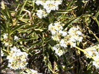 Eriodictyon angustifolium, Narrow-leaved Yerba Santa - grid24_12