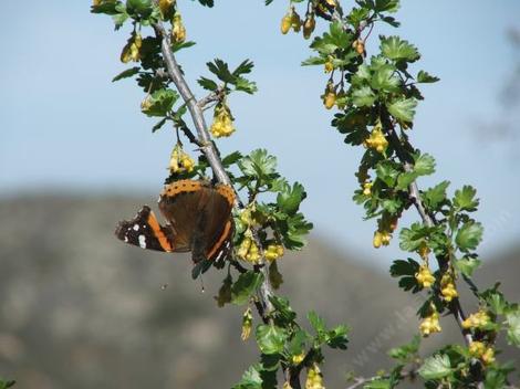 Ribes quercetorum, Oak Gooseberry, in flower, being visited by a Painted Lady butterfly.  - grid24_12