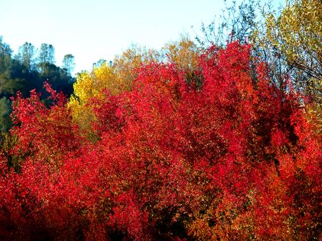 Cornus glabrata, Brown Twig Dogwood fall color. Native plants can be  very showy. - grid24_12