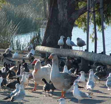 Water fowl at Laguna Lake in San Luis Obispo. - grid24_12