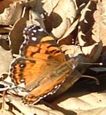 West Coast Lady Butterfly on ground. - grid24_12