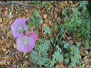 Sidalcea malvaeflora Checkerbloom. - grid24_12