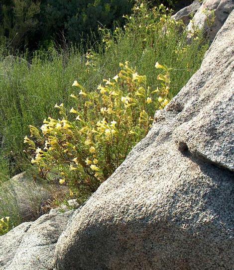 The Sierra Monkey flowers loving the boulders in the southern Sierras. The folks that have these rocks on their property hate them, those of you without them would love them. - grid24_12