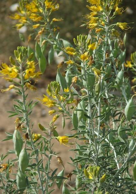 Isomeris arborea, Bladderpod, with its pretty yellow flowers, and strange-shaped fruits, sticks out in a garden, and is at its optimum, in dry, sunny, winter-cool, summer-hot  areas.  - grid24_12