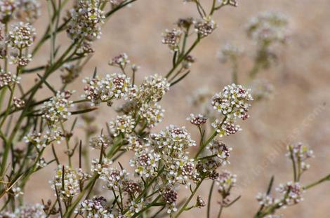 Lepidium fremontii, Desert Alyssum - grid24_12