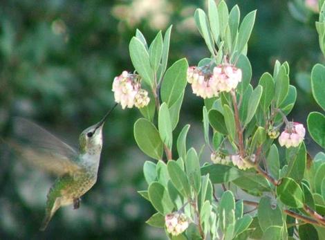 An Anna's Hummingbird working the flowers of Mexican manzanita - grid24_12
