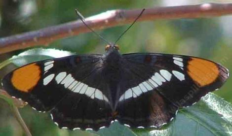 A California Sister Butterfly, Adelpha bredowii californica - grid24_12