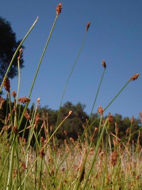 Heleocharis parishii (Eleocharis parishii),  Parish's Spike Rush, is a lovely, delicate, diminutive spike rush, that grows well on small pond edges.  - grid24_12