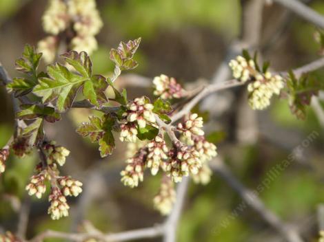 Squaw Bush, Rhus trilobata in flower - grid24_12