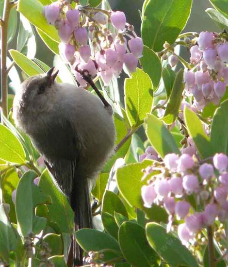 A Bushtit eating the flowers of  a Arctostaohylos Austin Griffin manzanita while hanging upside down. - grid24_12