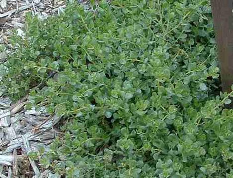 Baccharis pilularis pilularis, Pigeon Point, Dwarf Coyote Brush as a small groundcover. - grid24_12